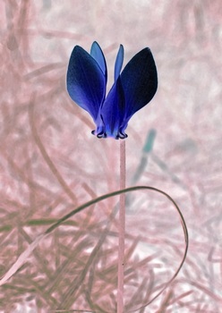 F 049D